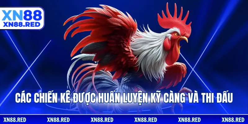 Các chiến kê được huấn luyện kỹ càng và thi đấu